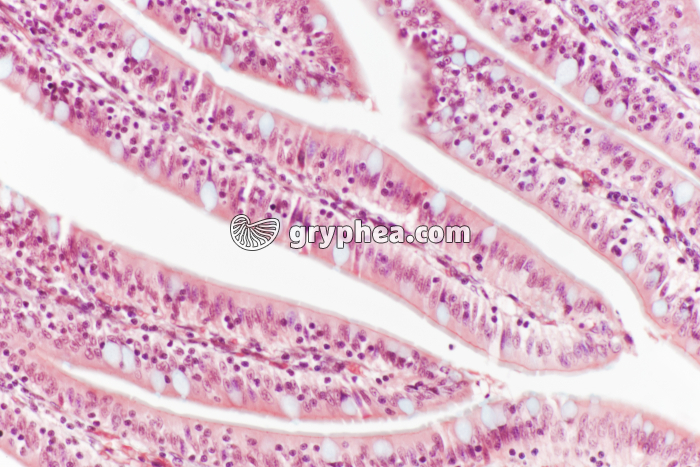 Cellules à mucus et plateau strié Iléon x100 - gryphea.org